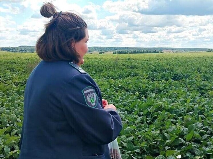 Калужские специалисты вышли на соевые гектары для сохранения урожая