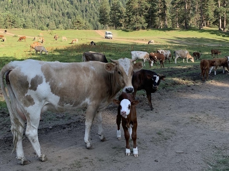 В Кабардино-Балкарии стартовал набор на новый поток «Школы фермера»