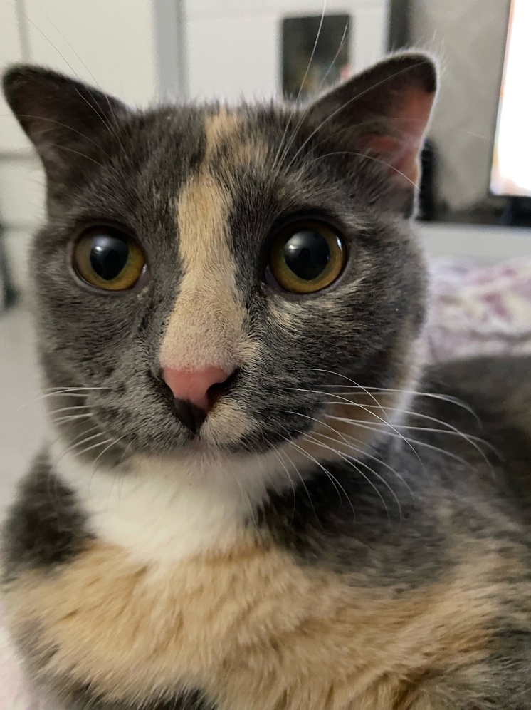 Калужским дачникам рассказали, как их питомцы вредят природе