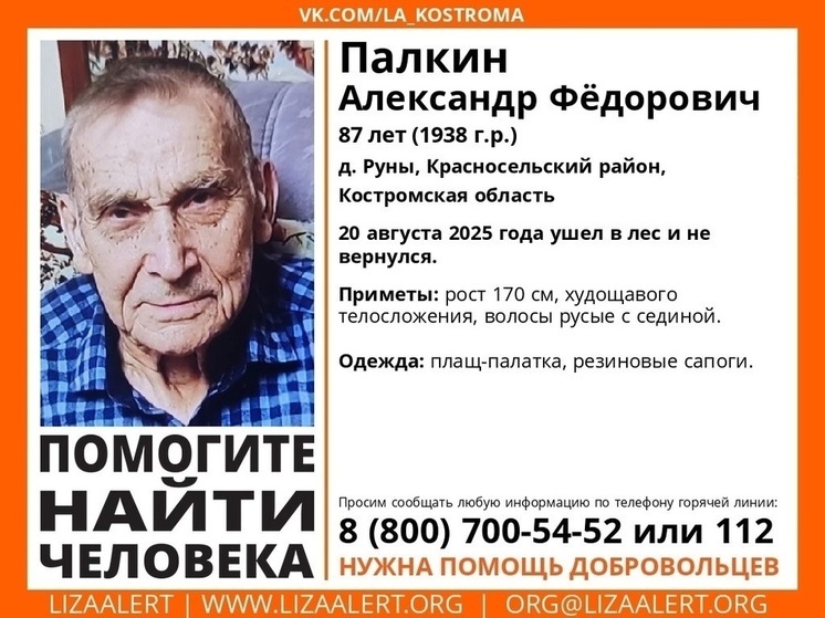 Идут поиски пропавшего в костромском лесу пожилого грибника