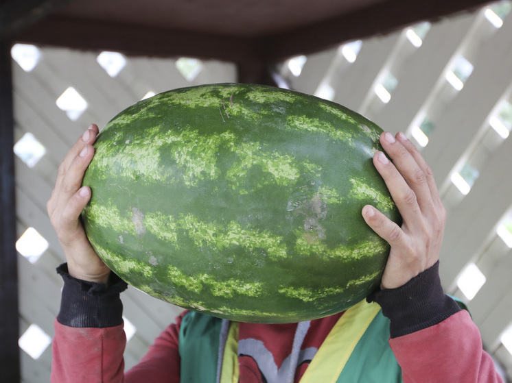 Дневная норма арбуза для взрослого человека составляет 500 грамм