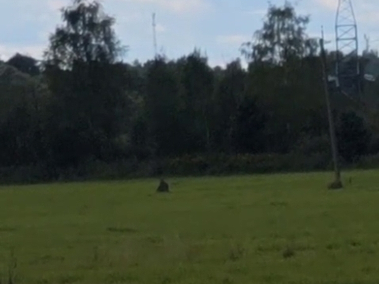 В калужском Мандрино жителей пугает медведь