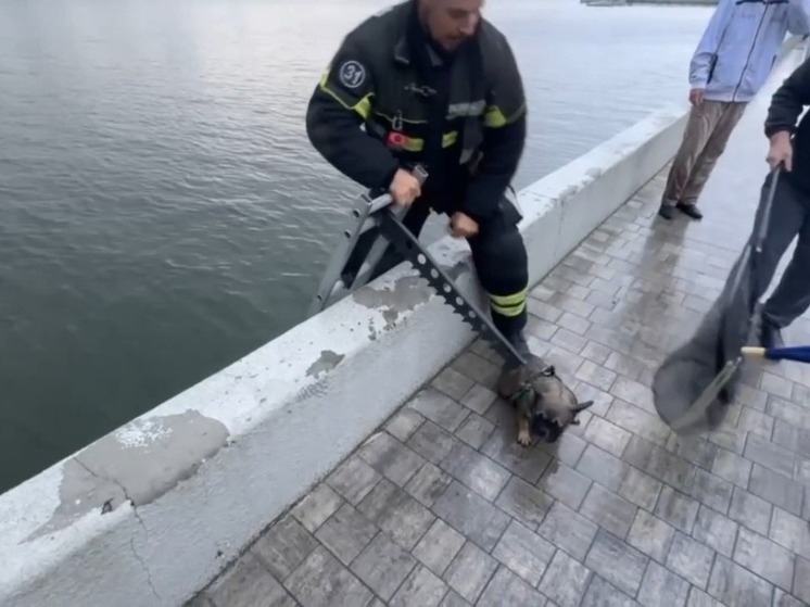 В Светлом спасли тонущую собаку