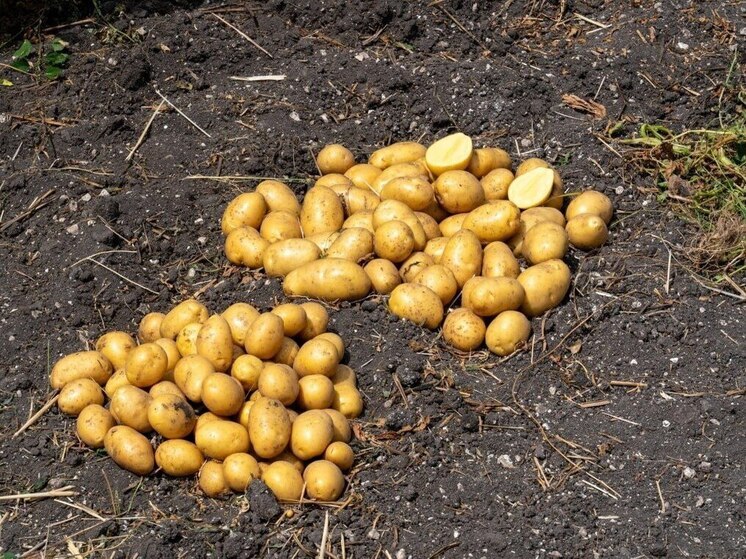 Аграрии Предгорья приступили к уборке картофеля осенних сортов