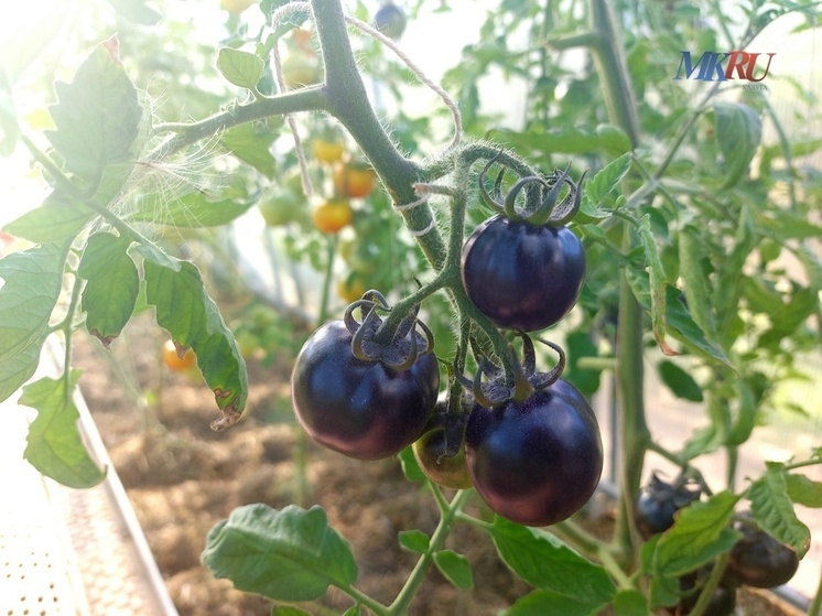 Понедельник в Калуге выдастся дождливым