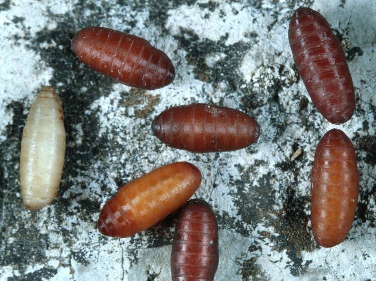 В Мэриленде выявлен первый случай заражения человека личинкой мясной мухи у человека в США