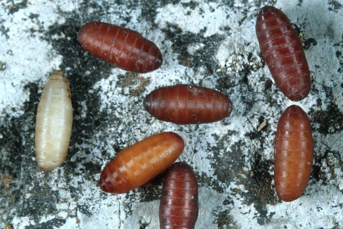 Выявлен первый случай миаза у человека в США