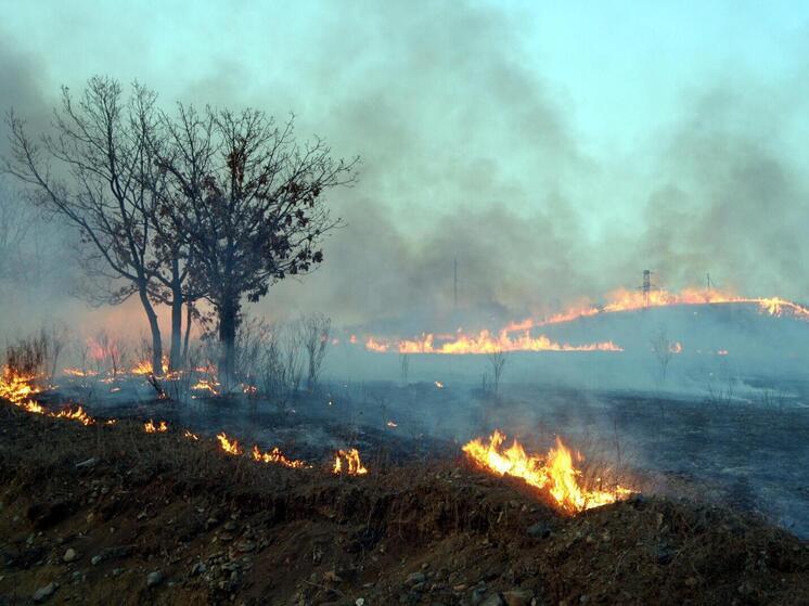 Сальдо: ВСУ устраивают поджоги в лесах Херсонской области ради вреда жителям