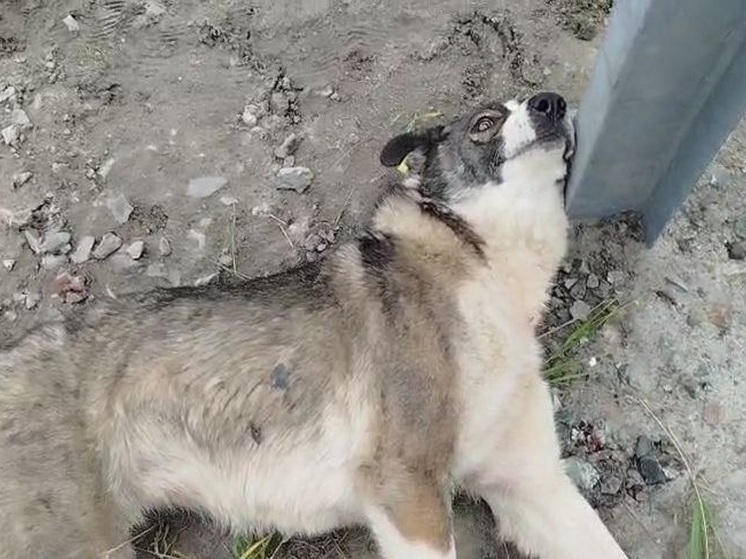 Бездомную собаку обстреляли в Ноябрьске