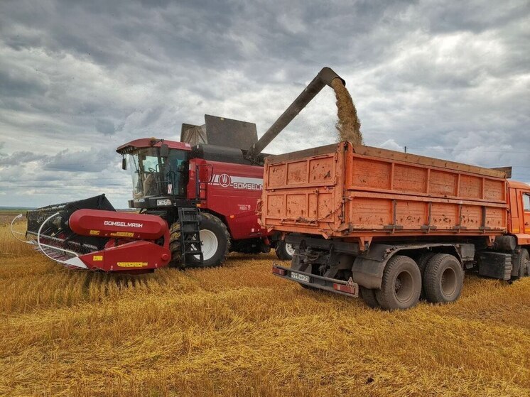 Уборочная страда в Ибресинском округе: собрано уже более половины урожая