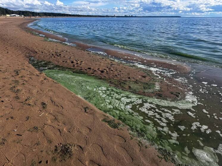 Финский залив окрасился в ярко-зеленый цвет из-за цветения водорослей
