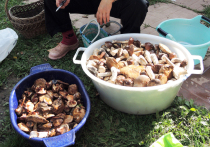 Щедрый урожай грибов нынешним летом прибавил немало хлопот дачникам