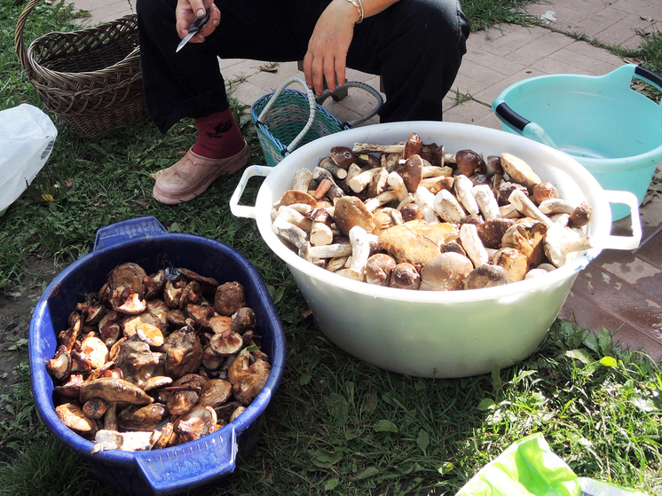 Как заготовить грибы на зиму: лучшие способы