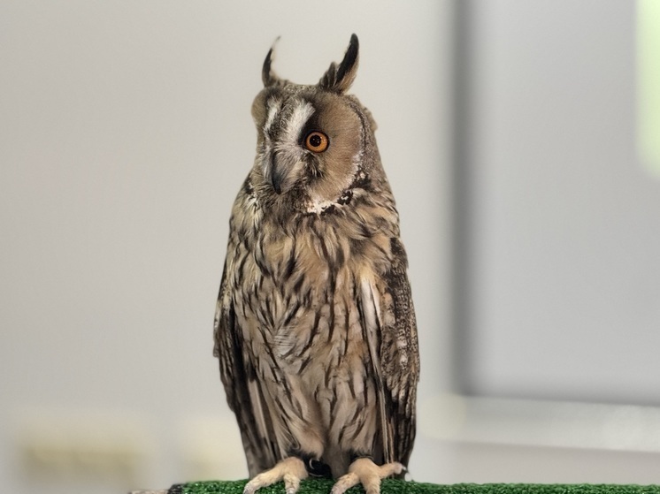 О чем сегодня кричит сова