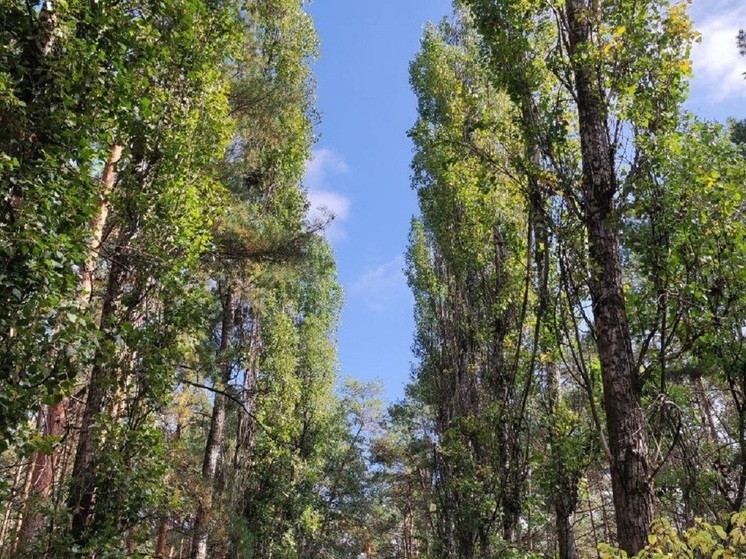 Politico: Финляндия и Польша планируют восстановить болота для защиты от РФ