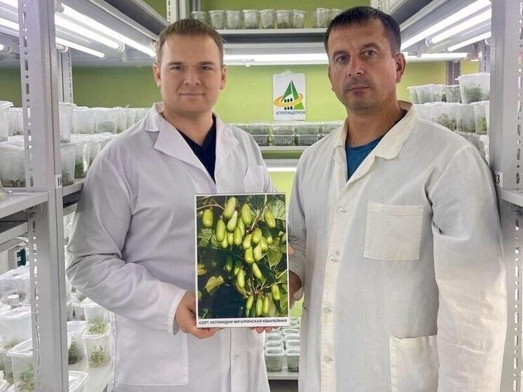 В Мичуринске Тамбовской области представят новый сорт актинидии в честь юбилея Ивана Мичурина
