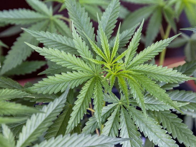 Сквер в Норильске озеленили коноплёй по контракту с мэрией за ₽1 млн