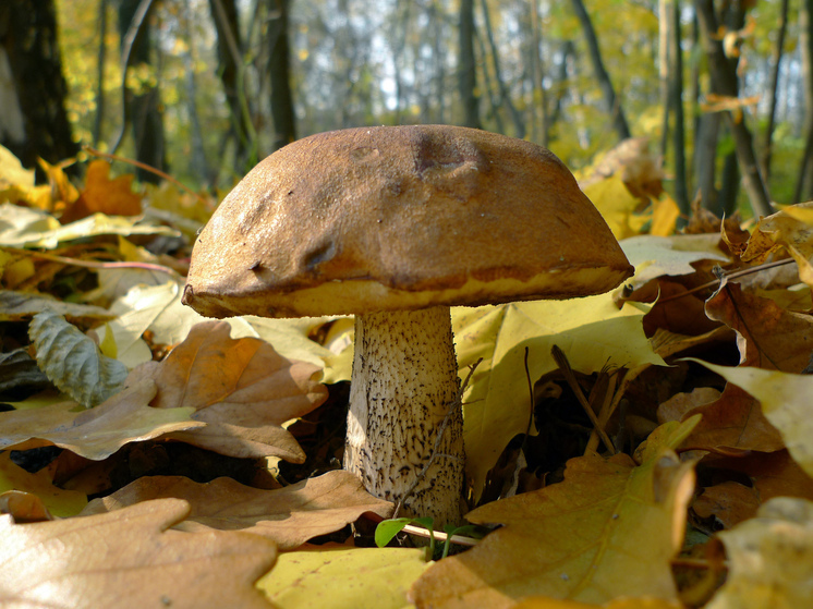 Эксперт Тихомиров: наиболее грибными местами оказались леса под Наро-Фоминском