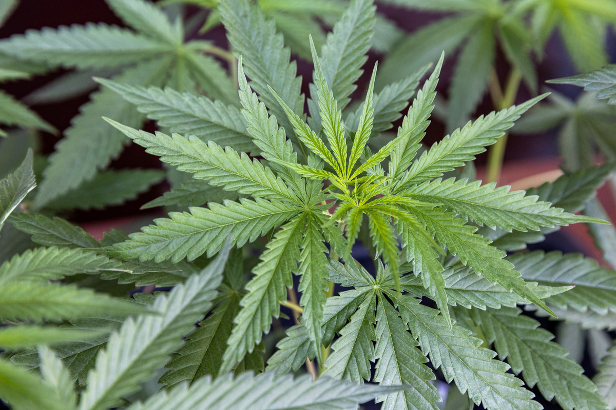 Подрядчик за бюджетные деньги засеял газон коноплёй в сквере российского города