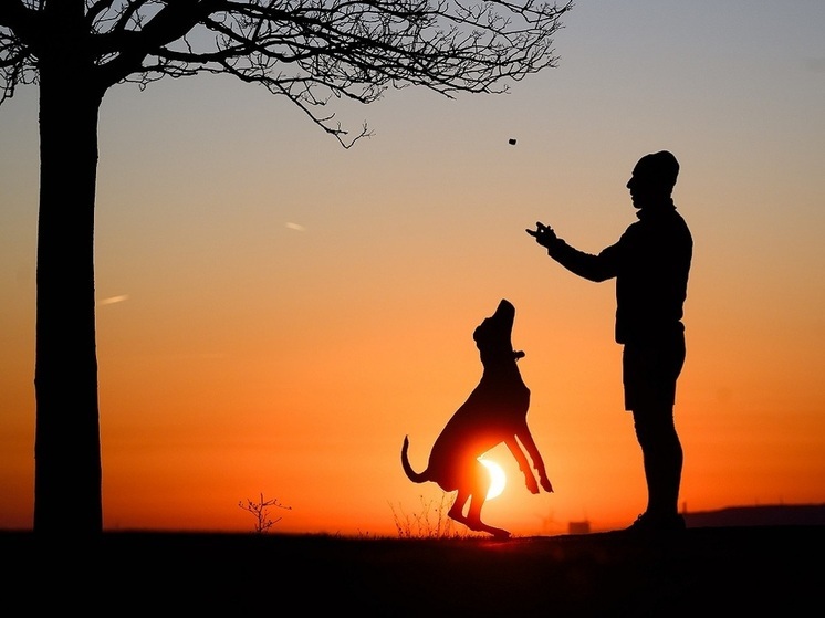 Кинолог Голубев: человек является центром вселенной для собаки