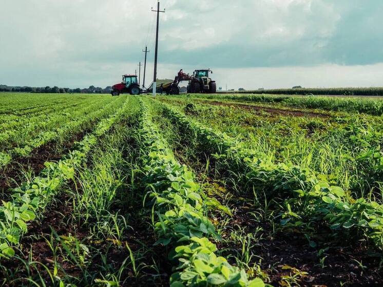 Объем производства сельхозпродукции в Краснодаре вырос почти в 3 раза за десятилетие