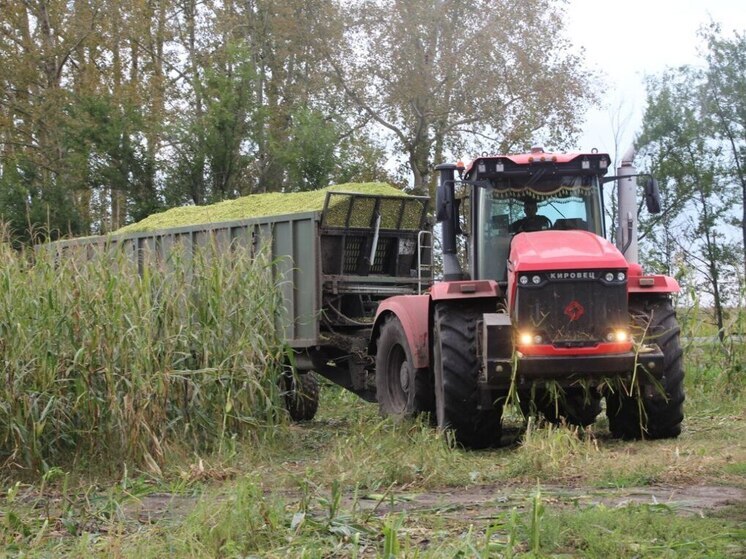 В Алтайском крае заготовили почти 1,5 млн тонн кормов для сельхозживотных