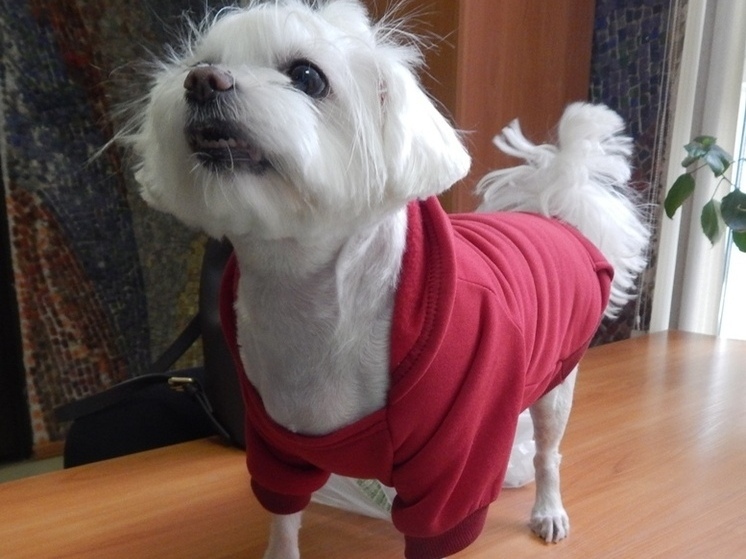 56 собак перевезли с территории Псковской области за границу