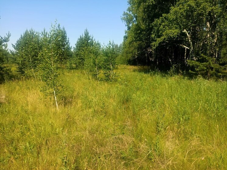 В Омской области обнаружили заброшенный сельхозучасток