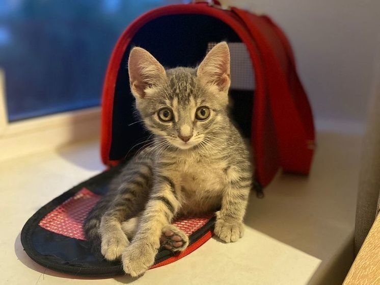 Француженку оштрафовали за мяуканье кота