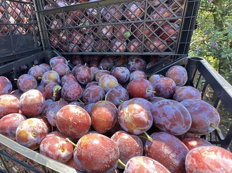 На Ставрополье приступили к массовой уборке слив