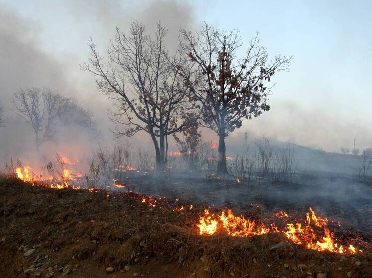 В Испании задержаны 48 человек по подозрению в поджогах лесов
