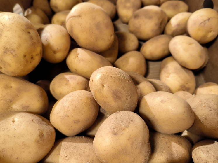 Заслуженный садовод Людмила Матвеева рассказала, когда надо собирать картофель