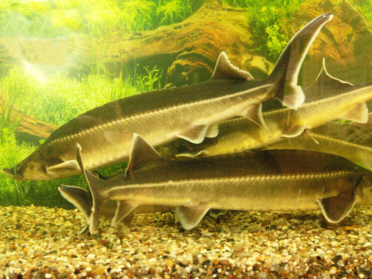 В рыбий корм решено добавлять креветочный ароматизатор