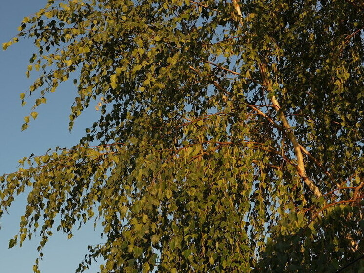 Народные приметы: чего не стоит делать 27 августа, в день Михея Тиховея