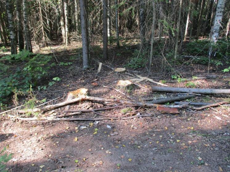 Пожилого прикамца подозревают в незаконной рубке леса в особо крупном размере