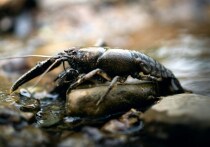 Незаконный вылов водных биологических ресурсов, к которым относятся раки, влечёт административную и уголовную ответственность