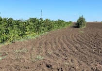 С начала 2025 года Мелитопольский лесхоз произвел посадку новых лесных насаждений на территории, превышающей 35 гектаров, из запланированных к освоению 189,9 гектаров