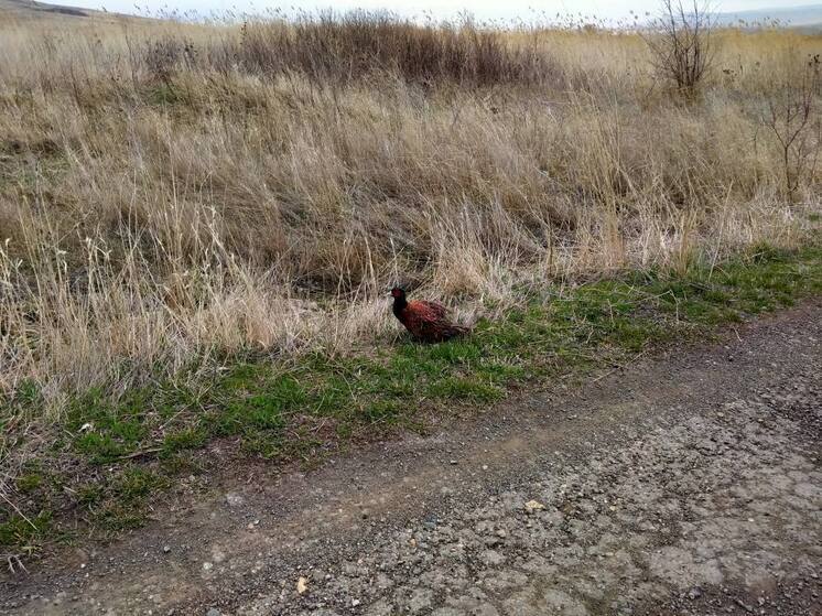 На Ставрополье выросла численность фазанов