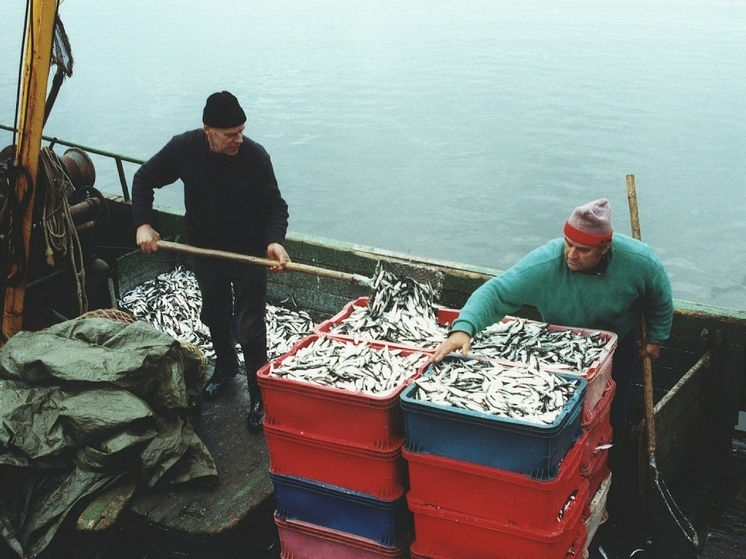 Росрыболовство заявило о принятии мер против норвежских рыбопромысловых судов