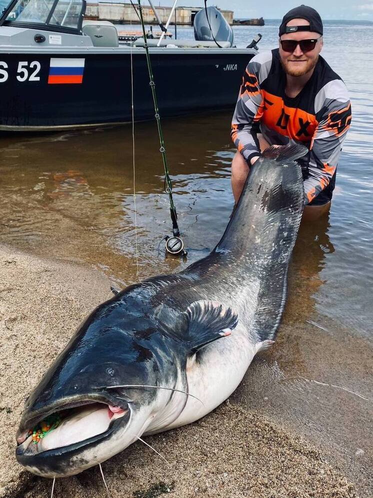 Двухметрового сома-монстра поймал рыбак в Горьковском водохранилище
