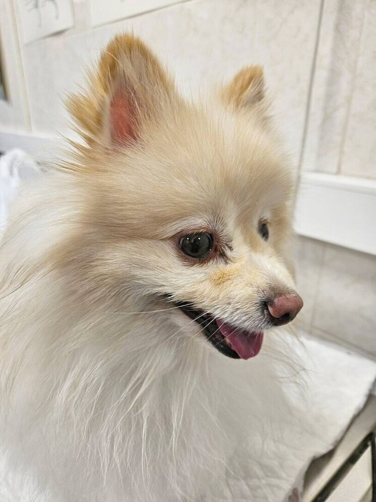 Шпиц Буся оказался на грани смерти, съев набор детских игрушек