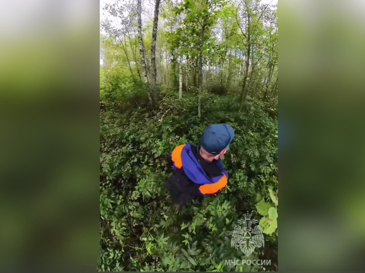 В Новгородской области заблудились и не нашлись три человека