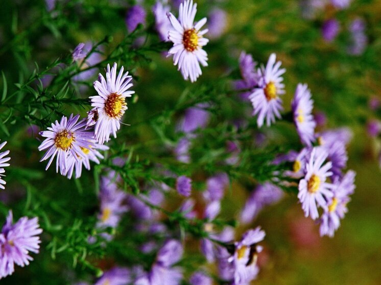 Россиянам рассказали, чем заняться на огороде 28 августа