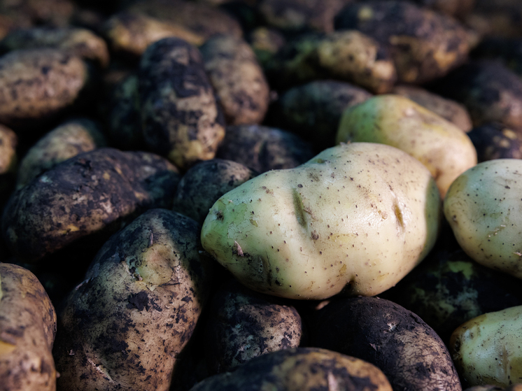 Заслуженный садовод Людмила Матвеева рассказала, как правильно хранить картофель