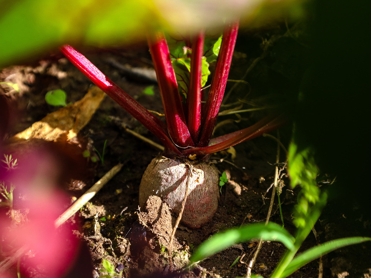 Садовод Людмила Матвеева рассказала, когда собирать урожай свеклы