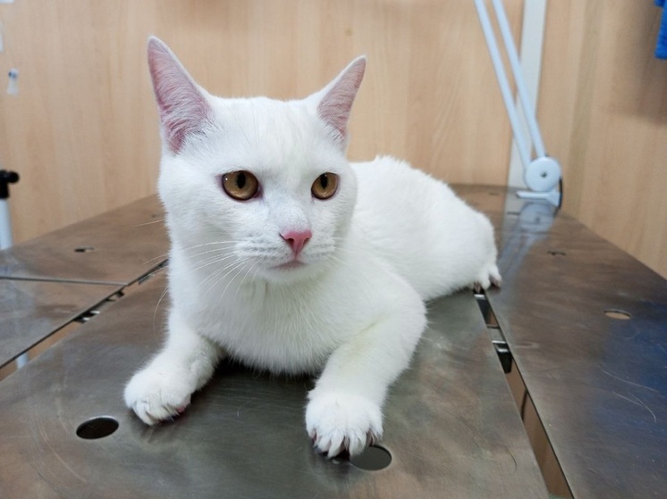 В Нарьян-Маре пытаются отыскать хозяина белого кота