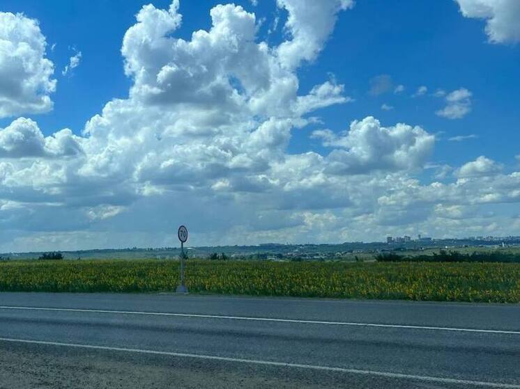 На Ставрополье аграрии приступили к уборке подсолнечника