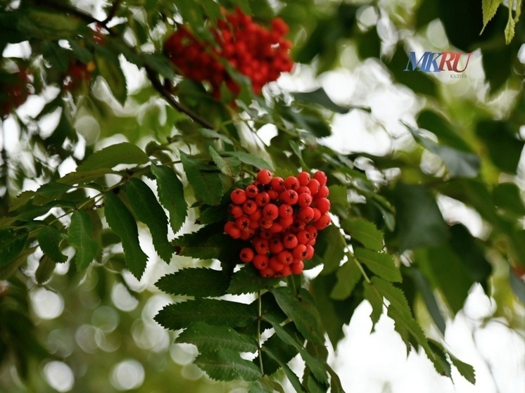 Калужан ждёт не дождливый день