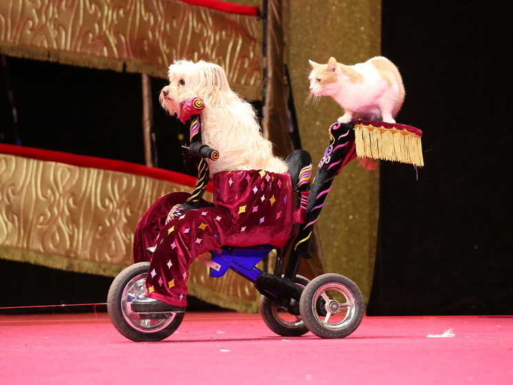 Минцифры одобрило идею создания фотобанка питомцев для их поиска с ИИ