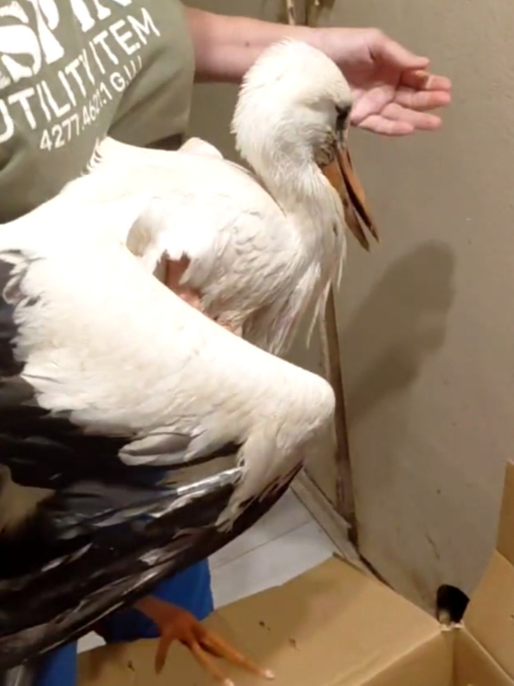 В калужском «Фениксе» появился новый житель